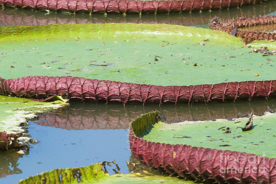Giant Water Lilies Photograph - Giant Amazon Water Lilies by William H. Mullins