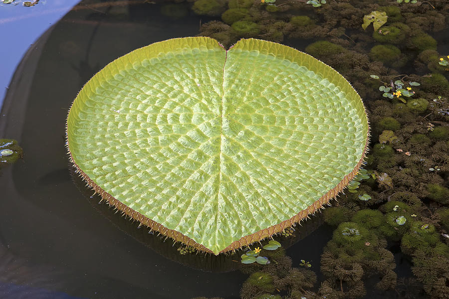 Giant Amazonian Water Lily Pads Closeup Photograph By Jit Lim