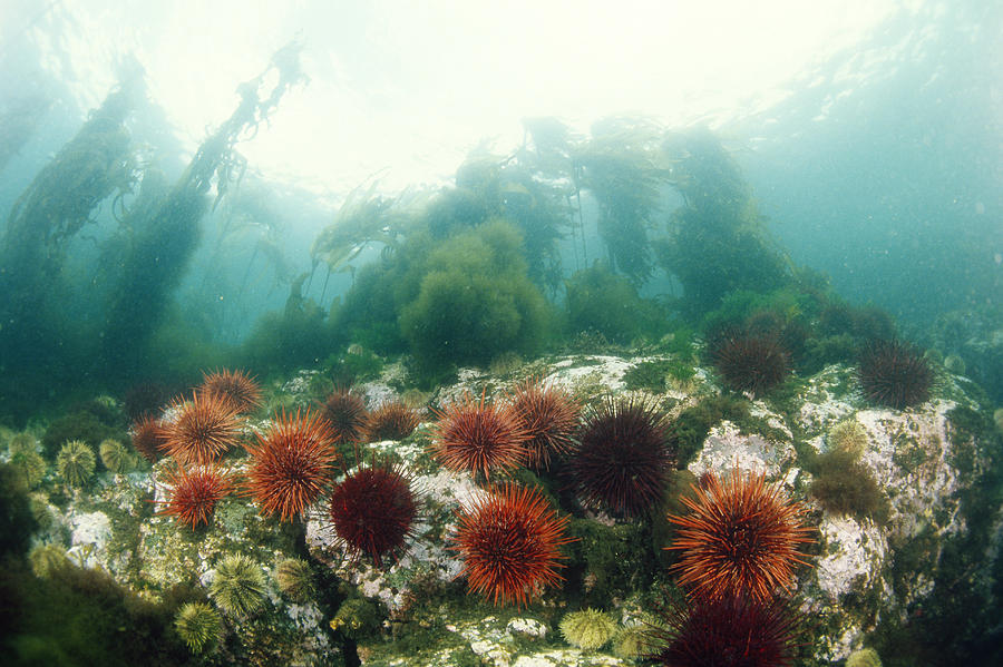 Animal Photograph - Giant And Green Sea Urchins by F. Stuart Westmorland