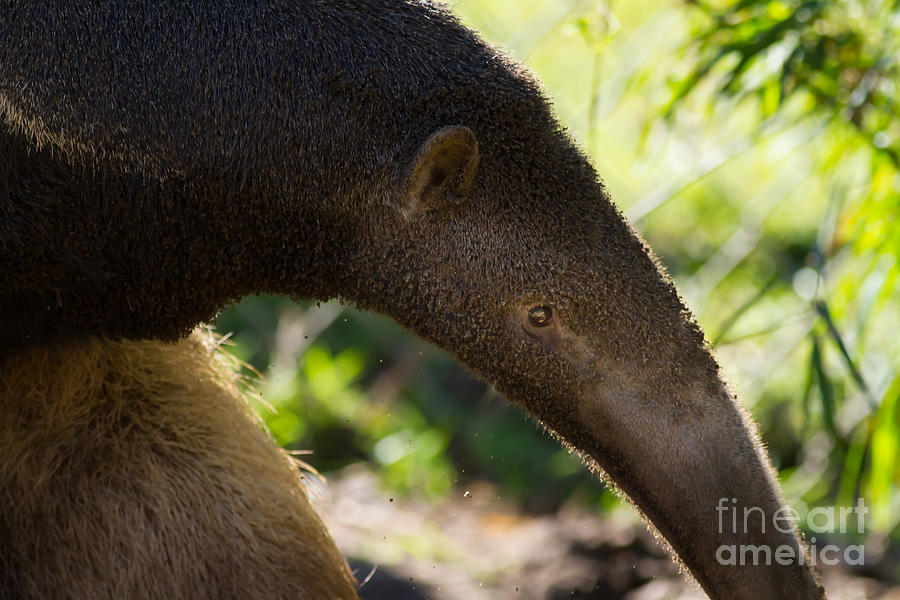 Giant Anteater 7D9055 Photograph by Wingsdomain Art and Photography
