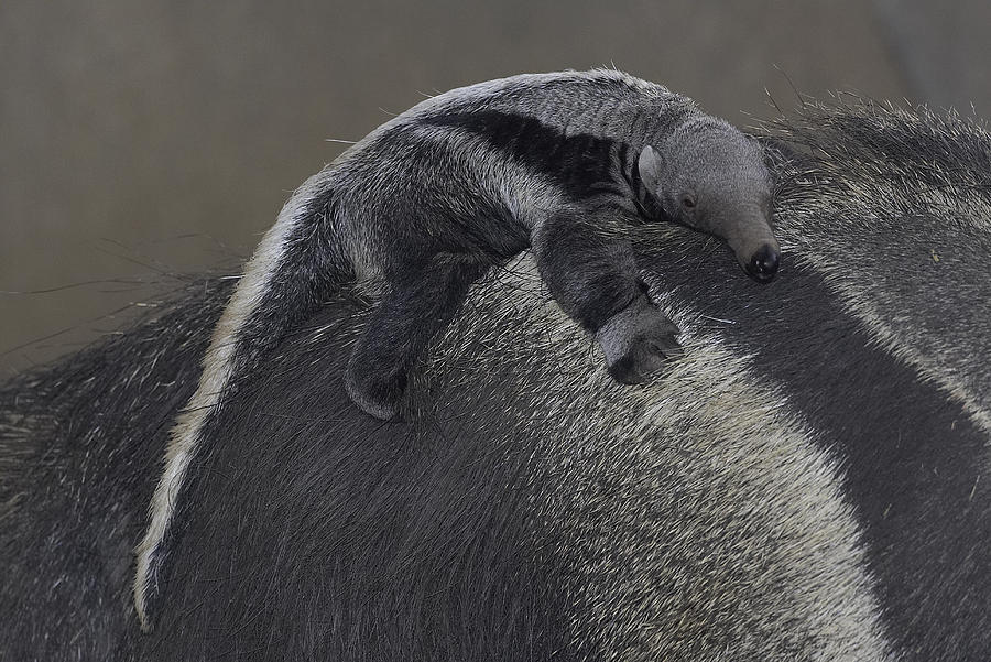 Giant Anteater Baby Clinging To Mothers Photograph by San Diego Zoo