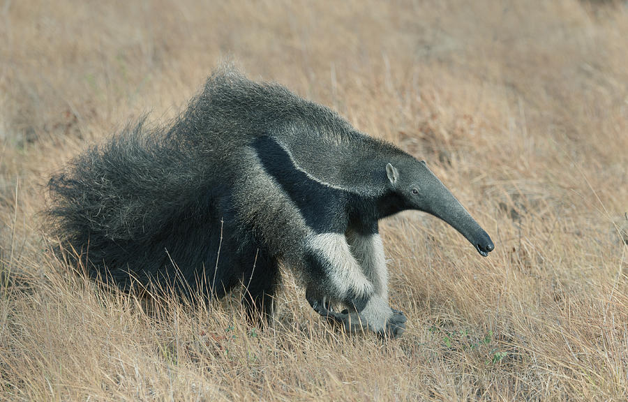 Giant Anteater Guyana Photograph by Kevin Schafer