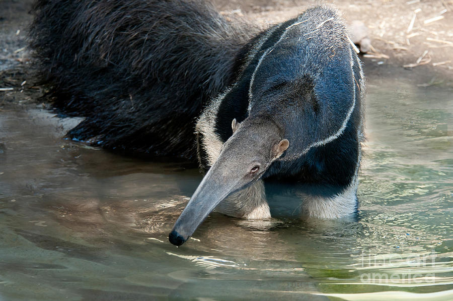 Giant Anteater Photograph by Mark Newman