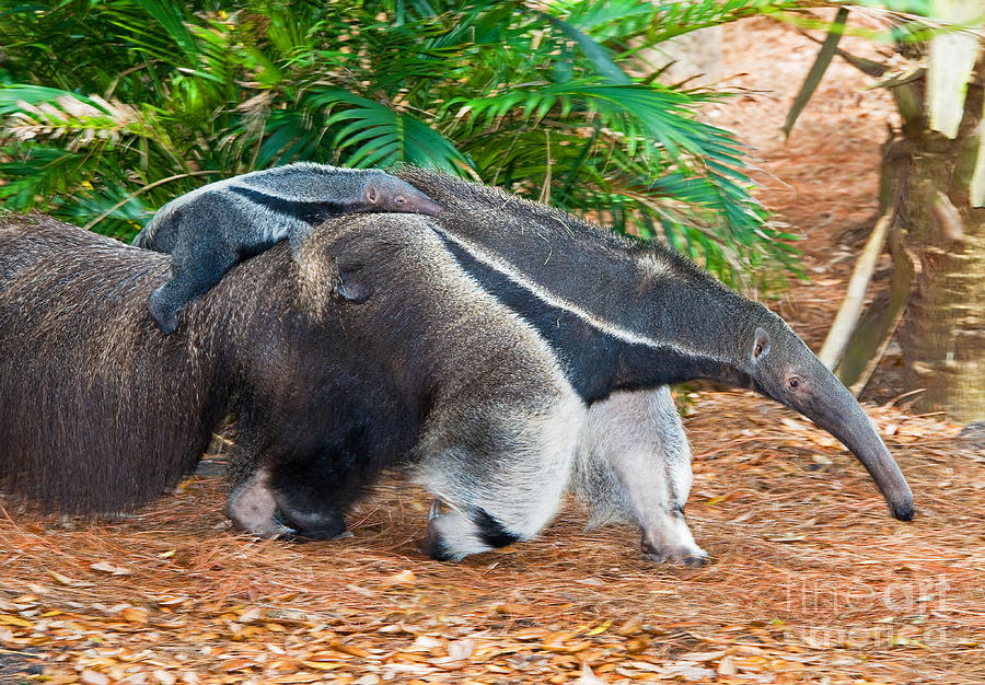 Giant Anteater Mother And Baby Photograph by Millard H. Sharp - Pixels