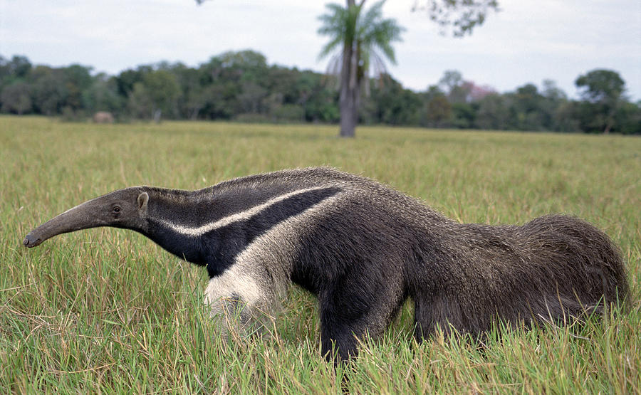 Giant Anteater  Pantanal Brazil Photograph by Tui De Roy