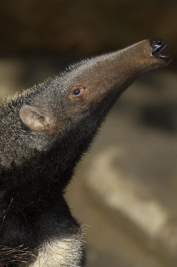 Giant Anteater Profile Photograph by San Diego Zoo