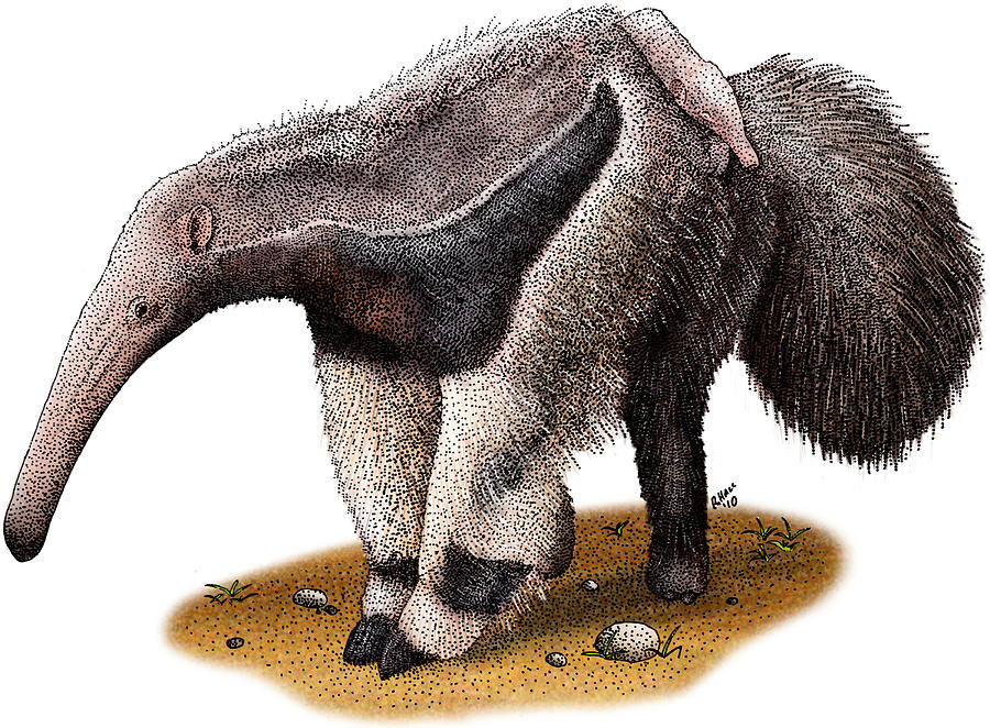 Giant Anteater Photograph by Roger Hall