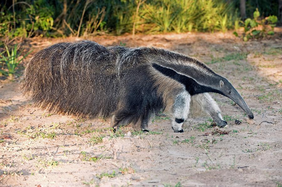 Giant Anteater Photograph by Tony Camacho/science Photo Library