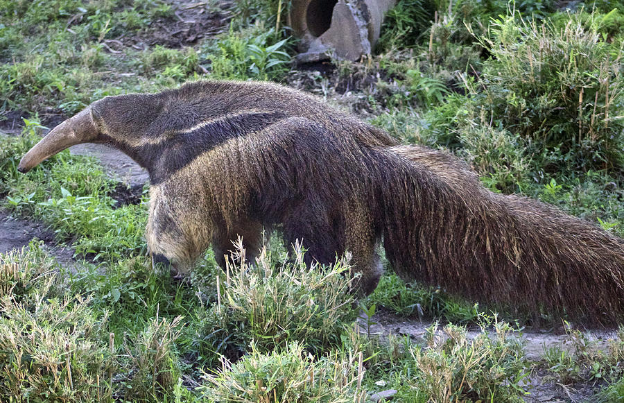 Nature Photograph - Giant Anteater by Venetia Featherstone-Witty