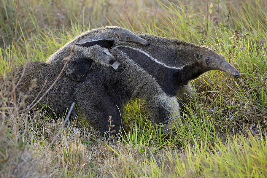 Giant Anteater With Baby Photograph by Jean-Michel Labat