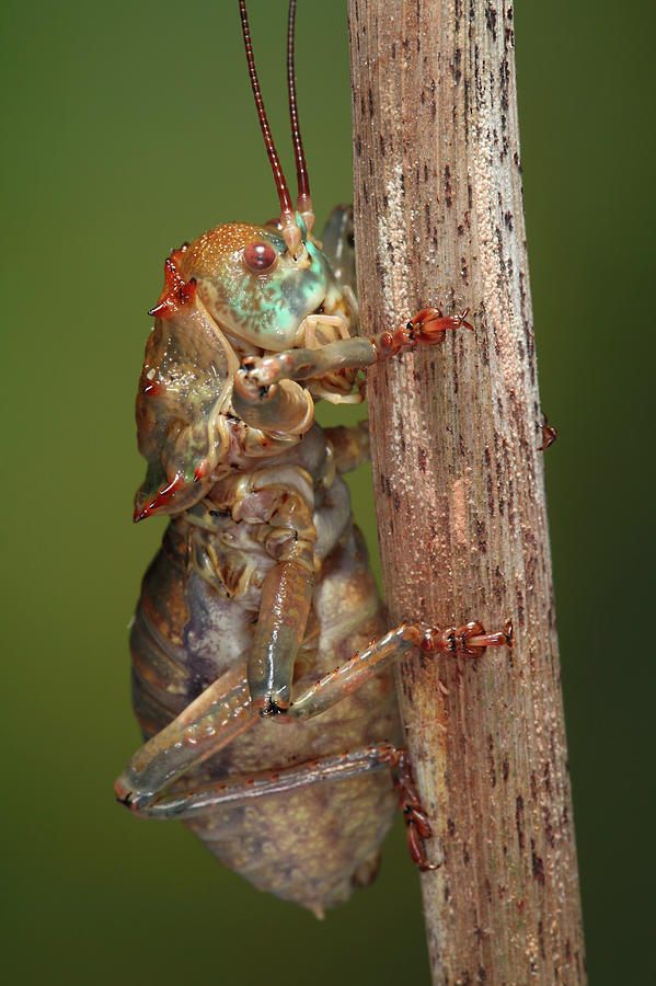 Giant Armoured Cricket Photograph by Tomasz Litwin