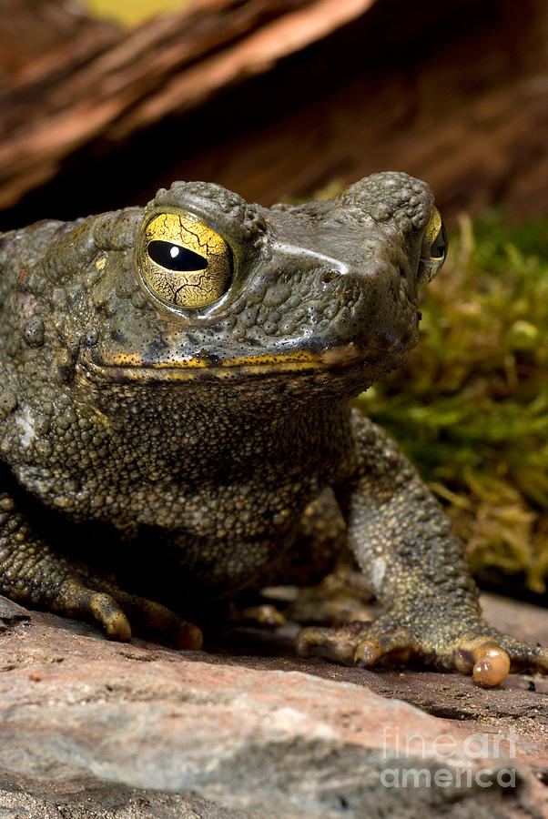 Animal Photograph - Giant Asian Toad by Frank Teigler