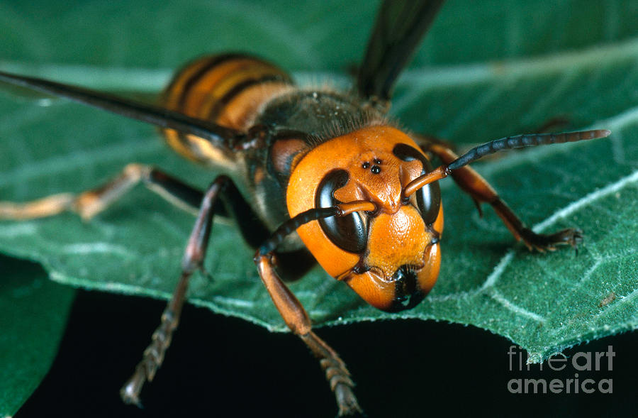 Giant Asian Hornet Photograph by Scott Camazine
