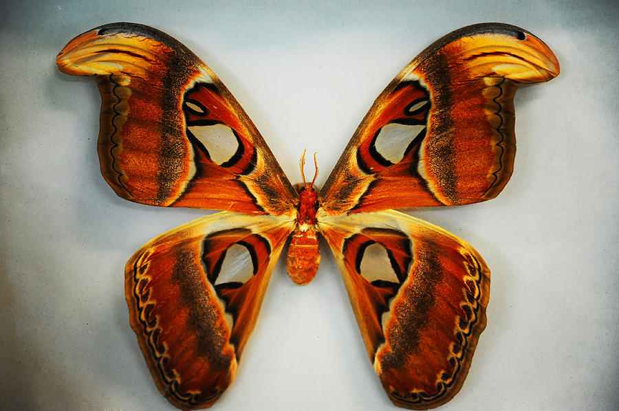 Giant Atlas Moth Photograph by Jenny Rainbow