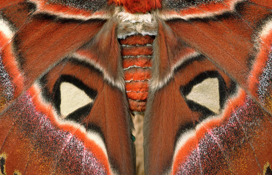 Butterfly Photograph - Giant Atlas Moth by Nigel Downer