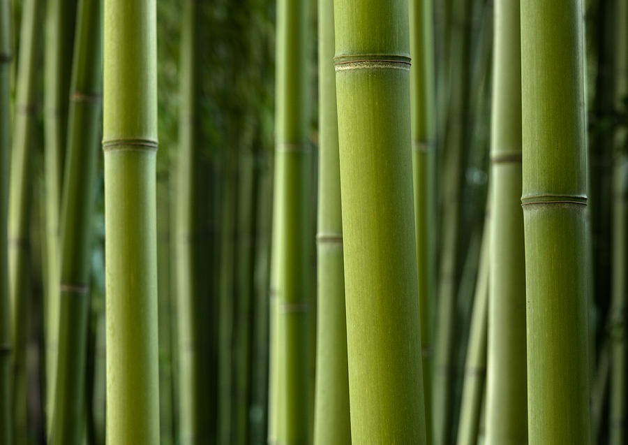 Giant bamboo Photograph by A J Withey