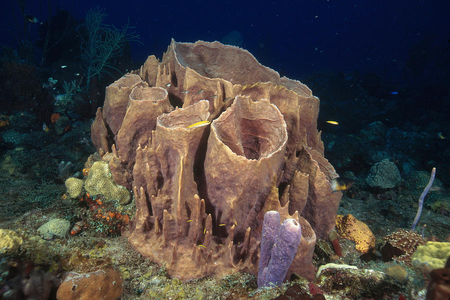 Giant Barrel Sponge Photograph by Andrew J. Martinez