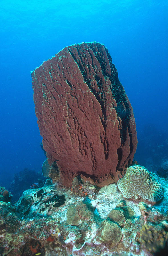 Giant Barrel Sponge Photograph by Charles Angelo