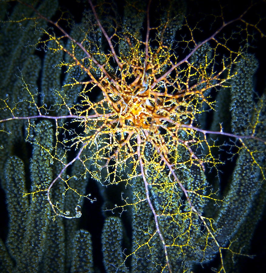 Giant Basket Star at Night Photograph by Amy McDaniel