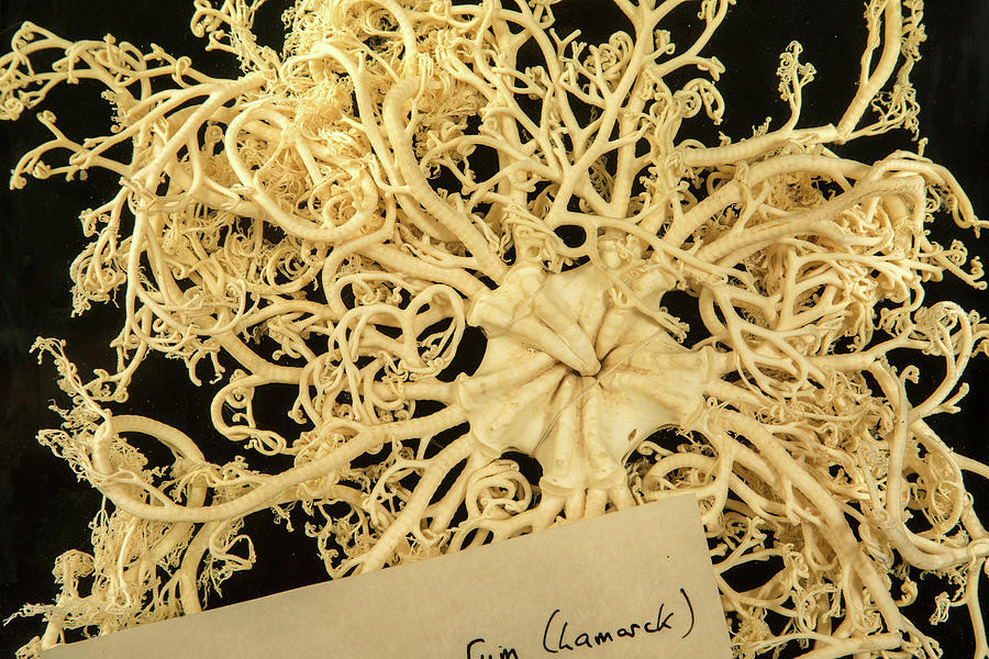 Giant Basket Star Photograph by Natural History Museum, London | Fine ...