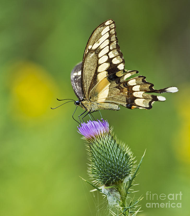 Butterfly Photograph - Giant Beauty.. by Nina Stavlund