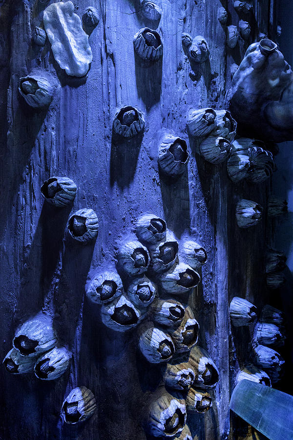 Barnacle Photograph - Giant Blue Barnacles by Lynn Palmer