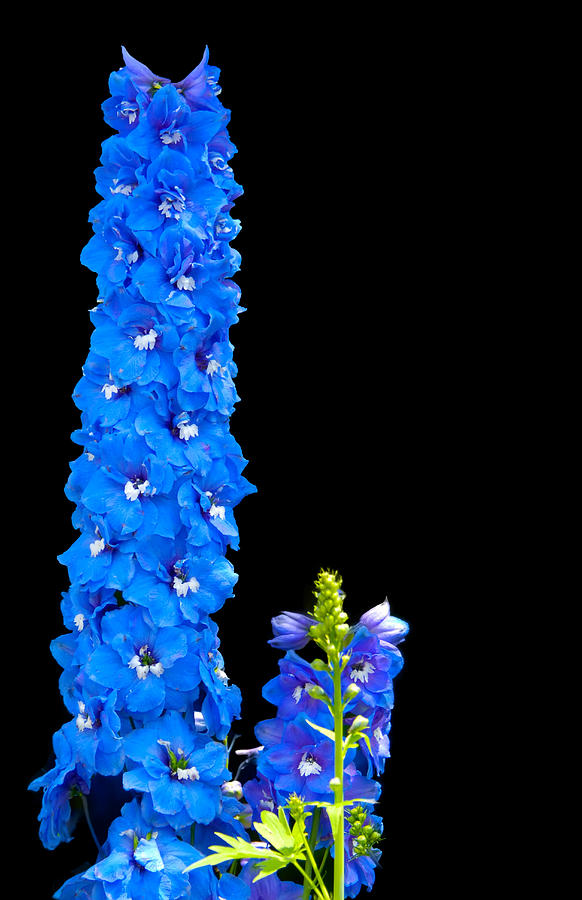 Flower Photograph - Giant Blue Delphinium by Randall Branham