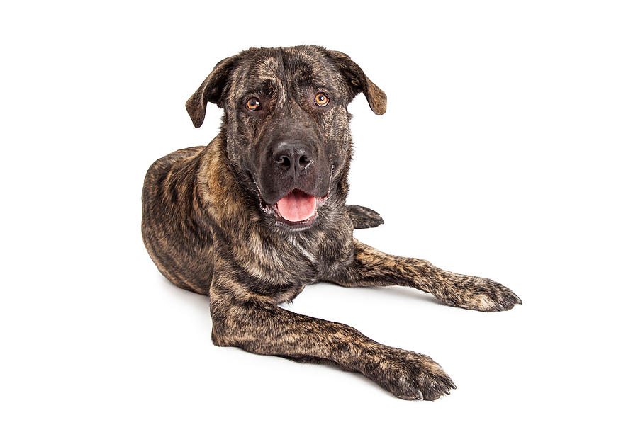 Giant Breed Puppy Dog Photograph by Good Focused - Fine Art America