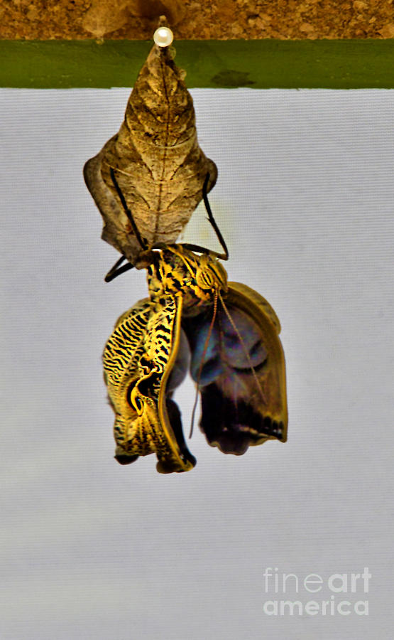 Giant Butterfly Birth In Mindo Ecuador Photograph by Al Bourassa