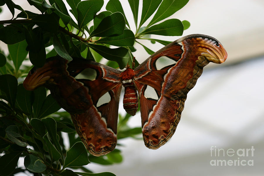 Giant butterfly Photograph by Susanne Baumann