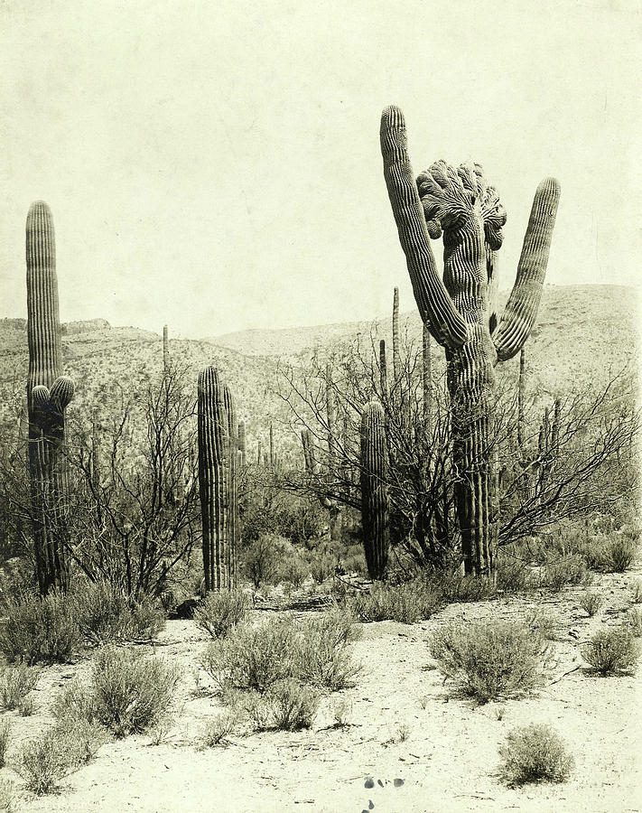 Desert Drawing - Giant Cactus In The Desert Near Tucson Usa by Artokoloro