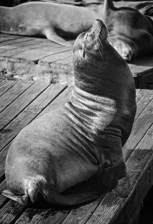 Giant California seal lion basking in the sun on Pier 39 - San Francisco  Photograph by Jennifer Rondinelli Reilly - Fine Art Photography