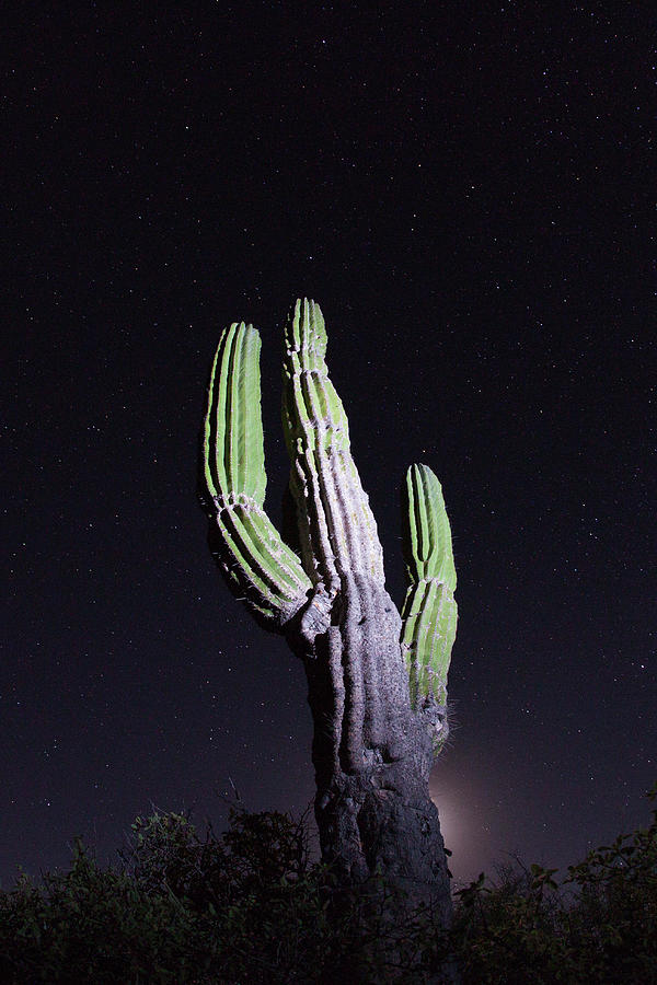 Giant Cardón Cactus And Stars Photograph by Anna Henly