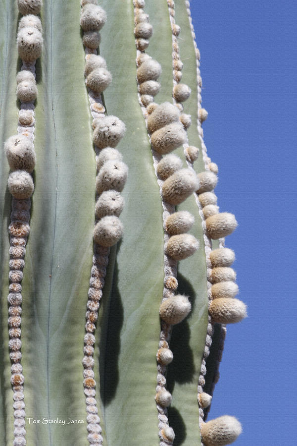 Giant Cardon Begins To Bloom Photograph by Tom Janca