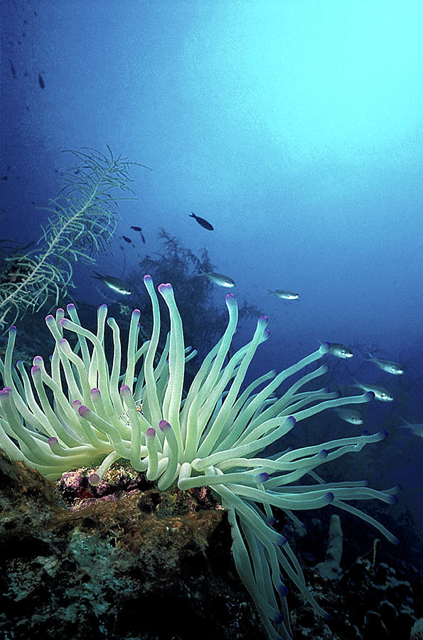 Giant Caribbean Sea Anemone Photograph by Clay Coleman/science Photo