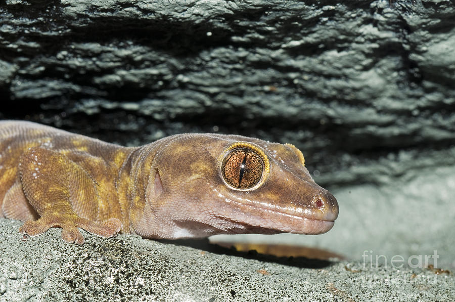 Giant Cave Gecko Photograph by William H. Mullins