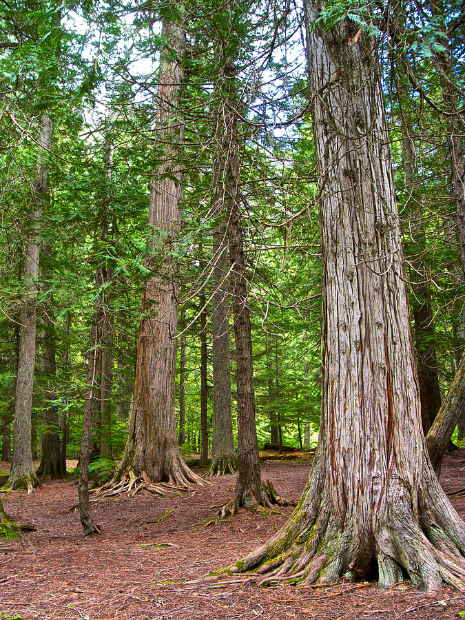 Giant Cedars on Trail of the Cedars in Glacier National Park, Montana