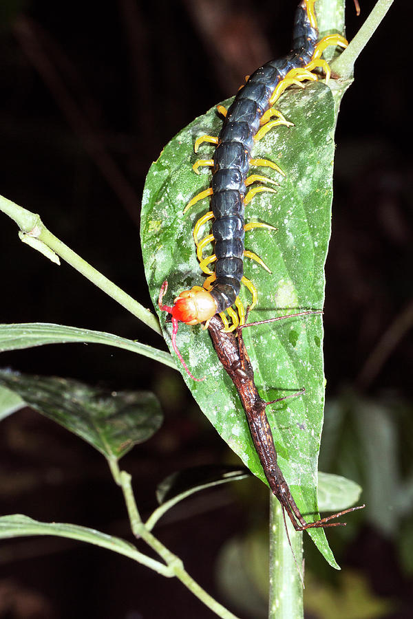 Giant Centipede Eating A Stick Insect Photograph by Dr Morley Read