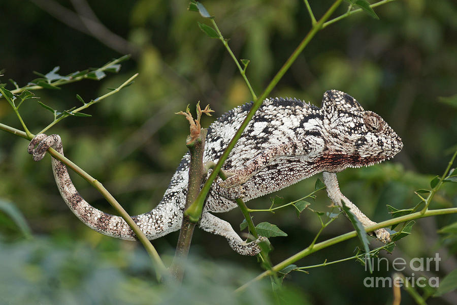 giant chameleon Madagascar 18 Photograph by Rudi Prott
