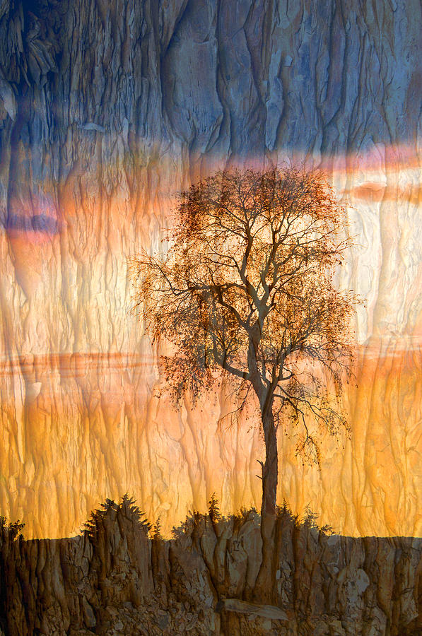 Giant Cherry Tree bark background texture Photograph by Randall Branham