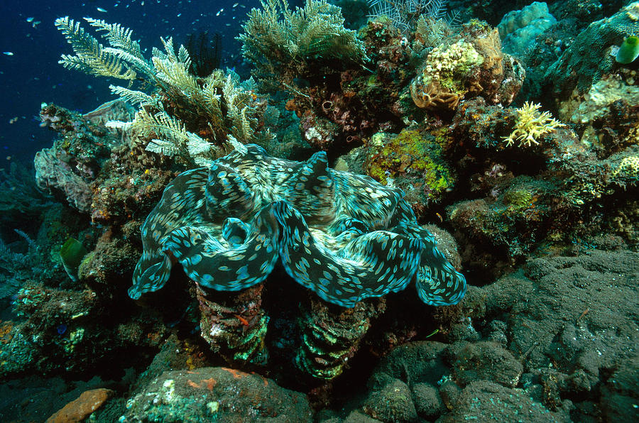 Giant Clam Photograph by Andrew J. Martinez