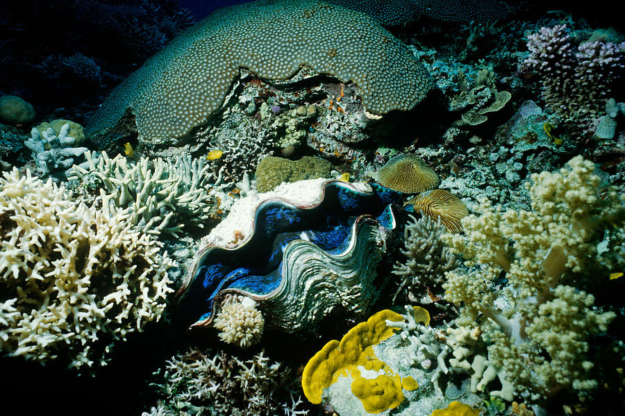 Giant Clam Photograph by J. W. Mowbray