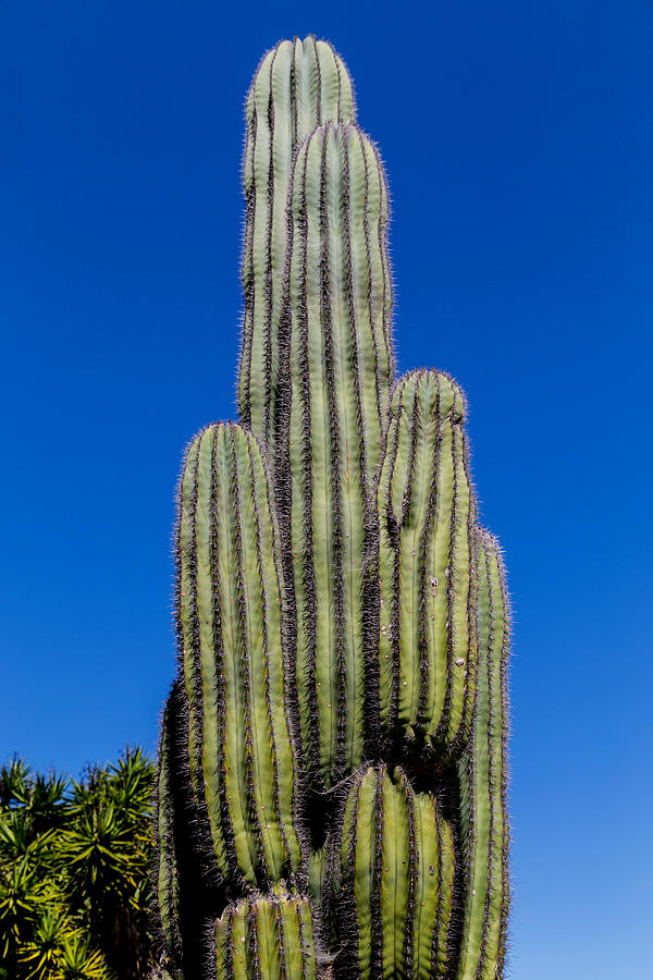 Giant Columnar Cactus Photograph by Michael Hope