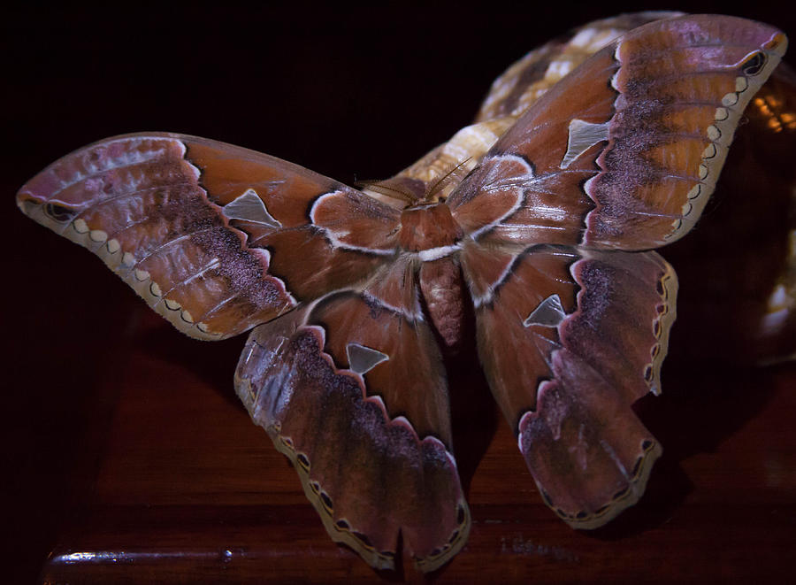 Giant Costa Rican Moth Photograph by Natural Focal Point Photography