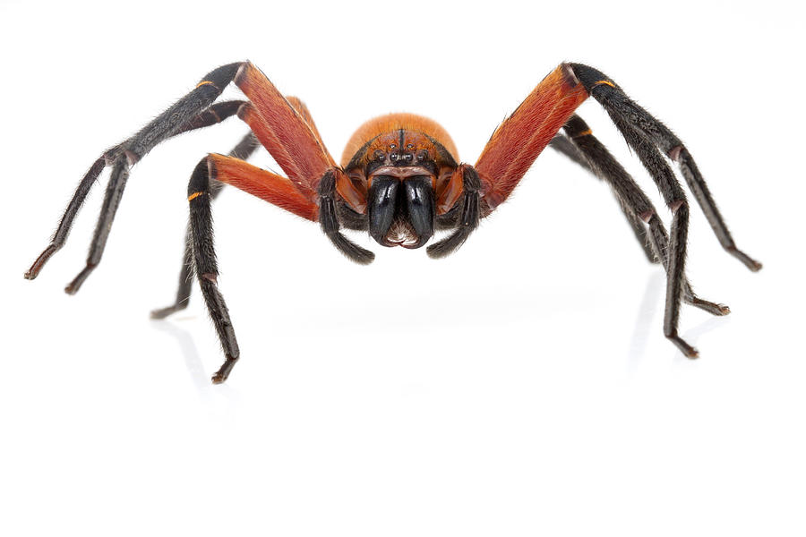 Giant Crab Spider Suriname Photograph by Piotr Naskrecki