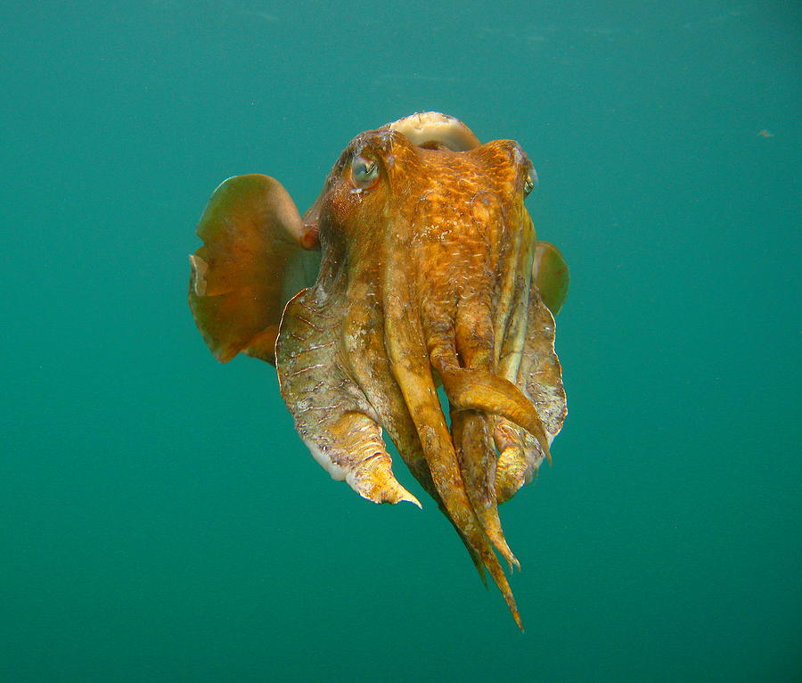 Giant Cuttlefish II Photograph by Bruce J Robinson