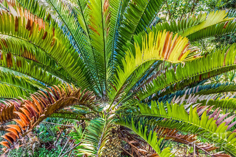 Giant Cycad Photograph by Kate Brown