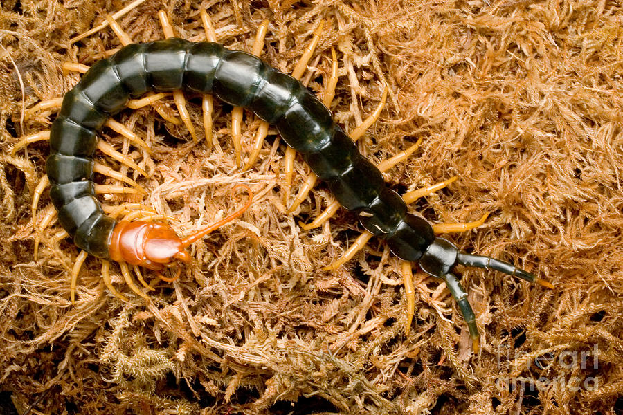 Giant Desert Centipede Scolopendra Heros Photograph by Gregory G. Dimijian