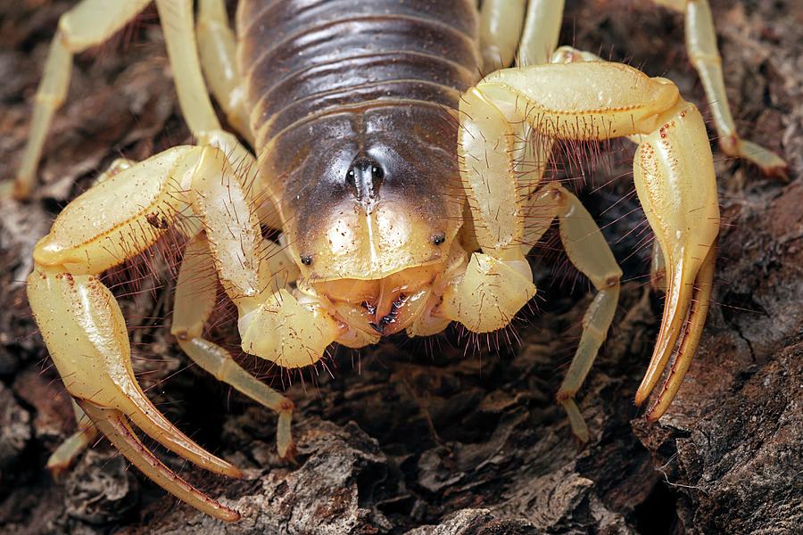 Giant Desert Hairy Scorpion Photograph by Alex Hyde