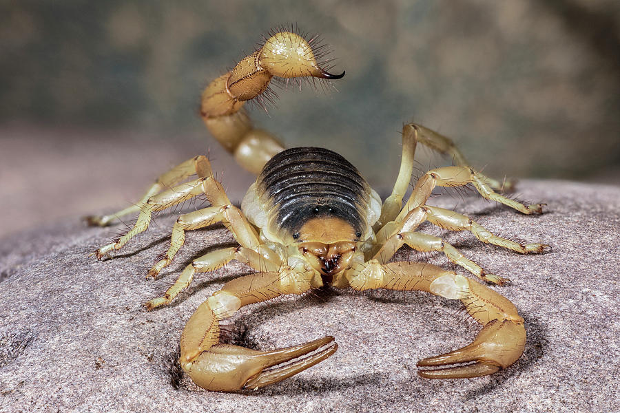 giant desert scorpion